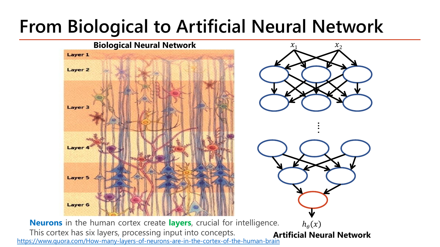 From Biological to Artificial Neural Network: a cross-section drawing of human cortex marked Layer 1 through Layer 6 next to a multi-layer artificial network where x1 and x2 feed successive rows of nodes ending in one output h(x)