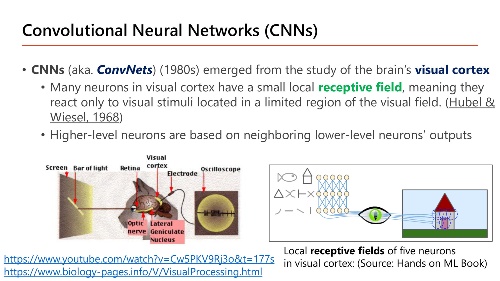 Slide: Convolutional Neural Networks (CNNs). CNNs, aka ConvNets (1980s), emerged from the study of the brain's visual cortex. Many neurons in visual cortex have a small local receptive field (Hubel and Wiesel, 1968). Higher-level neurons are based on neighboring lower-level neurons' outputs. Diagrams of the cat experiment and local receptive fields of five neurons